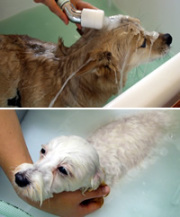 マイクロバブル