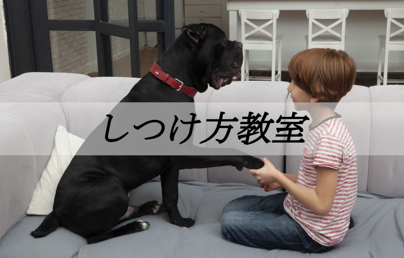 しつけ方教室